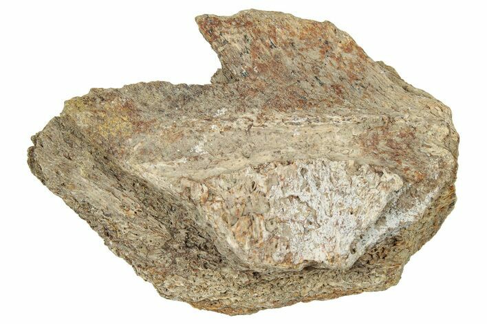 Dinosaur (Triceratops) Frill Shield Section - Montana #330133